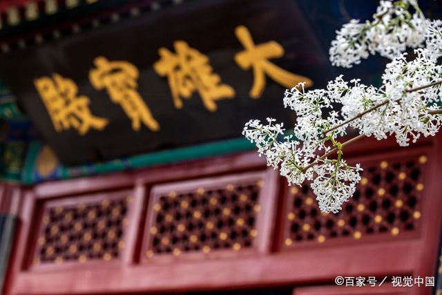 现今,崇效寺的牡丹迁到了中山公园,极乐寺的海棠也淡出了人们的视线